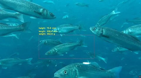 A camera provides real-time insights into fish size and weight estimation.