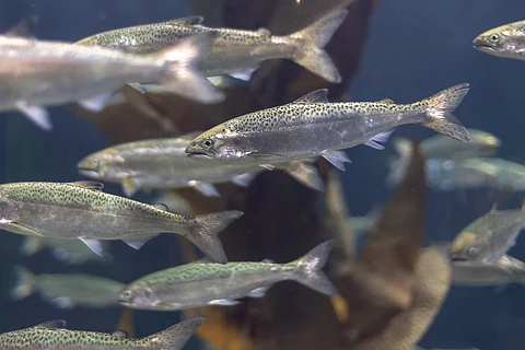 Juvenile salmon