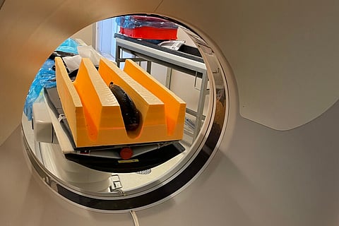 A tilapia enters a CT-machine for body scanning carried out in a small-scale prefeasibility study conducted in 2021 and 2022.