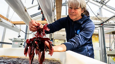 Gunilla Toth, Senior Lecturer at the Department of Marine Sciences, is researching the red algae dulse in the algae house at Tjärnö Marine Laboratory. It’s also called söl in Swedish, and is an algae that can be grown in salty waters on the Swedish west co