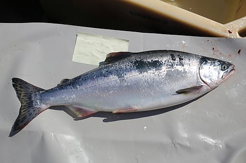 The project will focus on studying two species: humpback salmon and bluefin tuna.