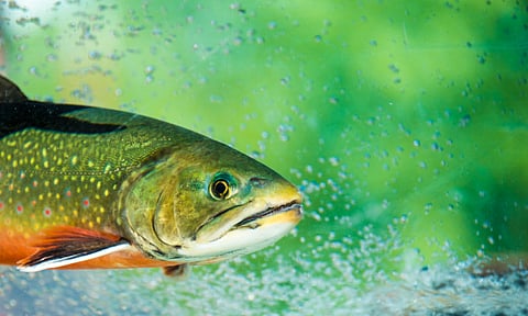 The research focuses on Yersinia ruckeri, a major bacterial pathogen in rainbow trout.