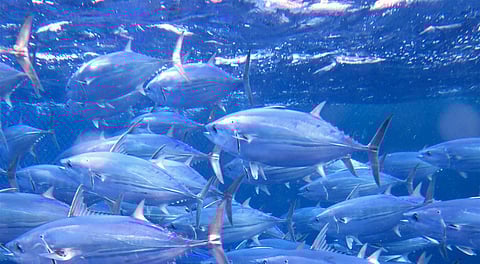 New signatories include the Republic of the Marshall Islands, Papua New Guinea, Palau, and Panama.