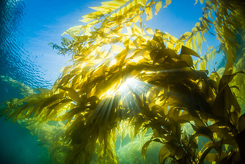 A kelp canopy underwater.