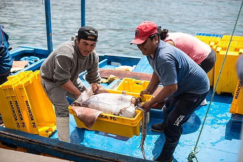 Peruvian fishermen landing jumbo flying squid.