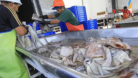 Preparing jumbo flying squid for transport after landing in Peru.