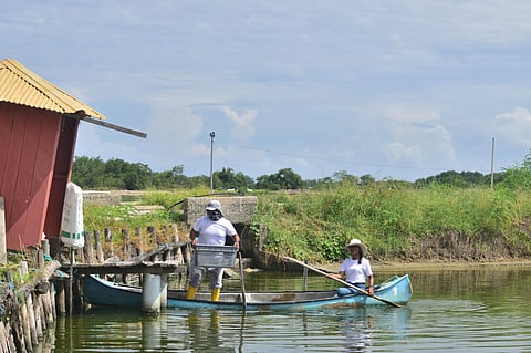 AGRIMINGOLD / MAREAROSA shrimp farm in Ecuador.