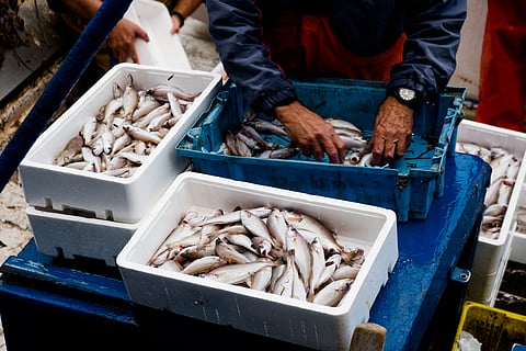 The European Commission will present the study and seek feedback on the landing obligation at an online event on 8 July, as part of its ongoing evaluation of the Common Fisheries Policy.