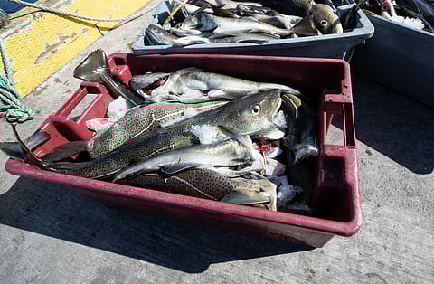 Fresh cod on a wharf.