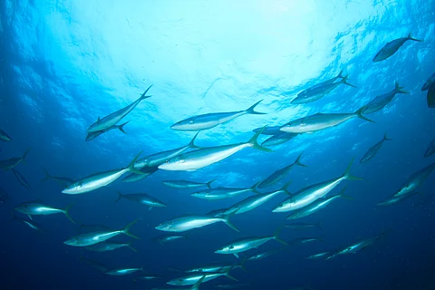 MSC pledges €5.6 million in support of sustainable fishing by 2030