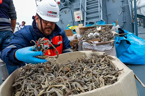 Produce's official inspecting seahorse catches.