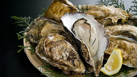 Frozen oysters in shell are the main product of Harimanada Co.