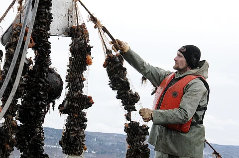 Aquaculturist harvesting mussels in Nova Scotia.