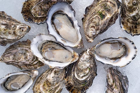 Oysters from Australia's Yumbah Aquaculture.