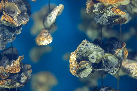 Off-bottom oyster aquaculture is a cultivation technique in which oysters are grown in suspended or elevated structures above the seafloor.