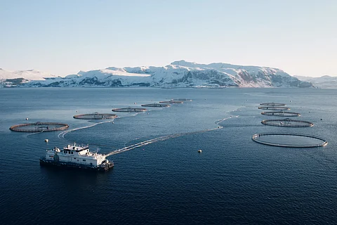 Mowi salmon farm.