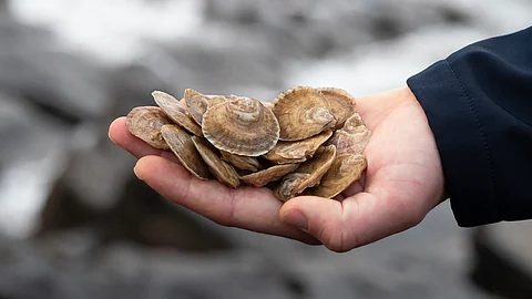 Native oysters in hand.