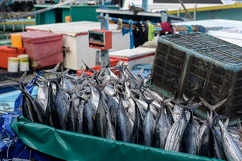 Trader's cart full of Tuna fish.