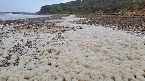 Harmful algal bloom in South Australia, July 2025.