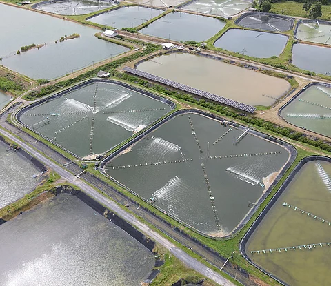 Shrimp farming can have a "significant" carbon footprint.