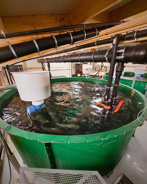 The first spawning is expected to occur soon.