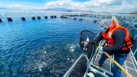 Aquaculture operator in Peru.