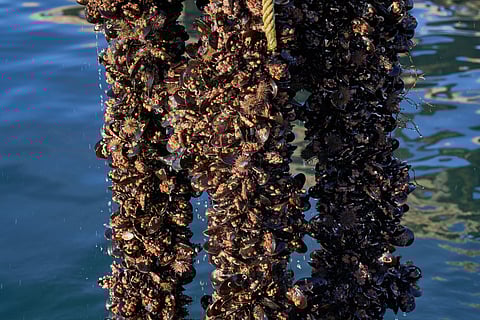This product represents 93% of Galicia's aquaculture production.