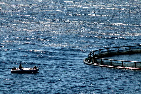 This legislation would promote seafood production in the United States.