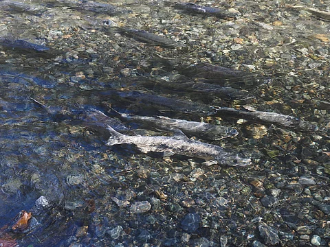 Chinook salmon run in a British Columbia river.