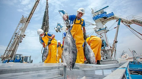Peruvian fishermen catching bonito.