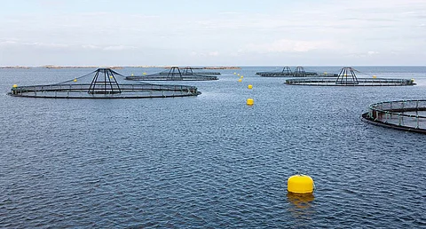 The use of dead animals in feed is prohibited under Norwegian and EU regulations.