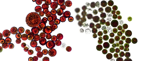 Active and resting cells contain, strong antioxidant, astaxanthin.