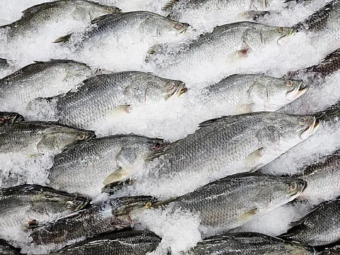 Fresh Barramundi Fish or Asian Sea Bass Displayed on a Bed of Ice at Market.