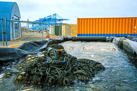 The consortium of companies, researchers and conservation groups says the initiative could support large-scale restoration of oyster reefs in the North Sea.