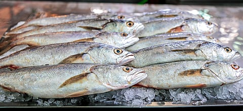 Jack mackerel from Peru.