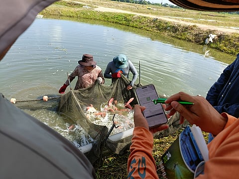 Pictured: Assessing tilapia welfare using the FAI Tilapia Welfare App