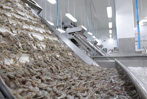 Processing of Ecuadorian shrimp.