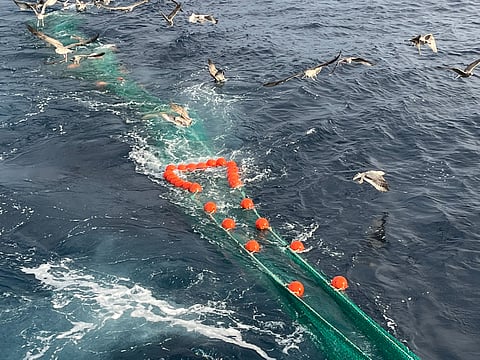 Selective trawl net equipped with a dolphin exclusion device.