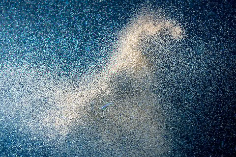 The study is called 'Krill Meal Boosts Growth and Survival in Atlantic Salmon Smolts After Seawater Transfer'.