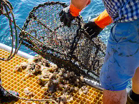 Ghost fishing occurs when lost or abandoned gear remains active on the seabed, trapping and killing fish and crustaceans for many years.