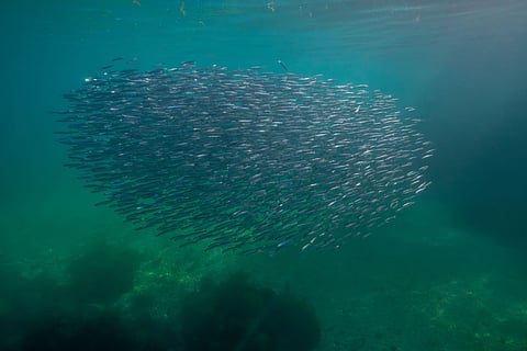 Anchovies (Engraulis encrasicolus) underwater in the Atlantic Ocean, off the coast of Galicia, Spain.