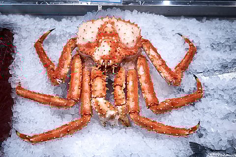 Arctic snow crab from Norway on ice in the market.