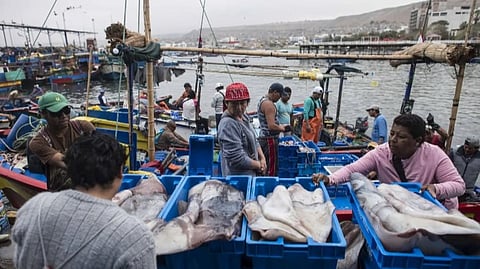 Landing of jumbo flying squid in Peru.