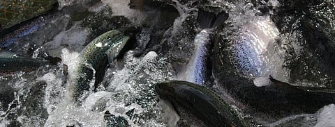 The National Fisheries and Aquaculture Service (Sernapesca) was the agency that filed the complaint.