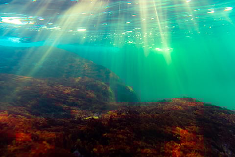 Western Norway hit by strongest marine heatwave in three decades