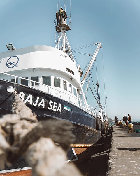 Baja Aqua-Farms was founded in 2000 and produces fresh sashimi-grade tuna.
