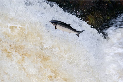 Survival at sea has dropped to between 1% and 5%, compared to around 25% thirty years ago, according to Salmon Scotland.