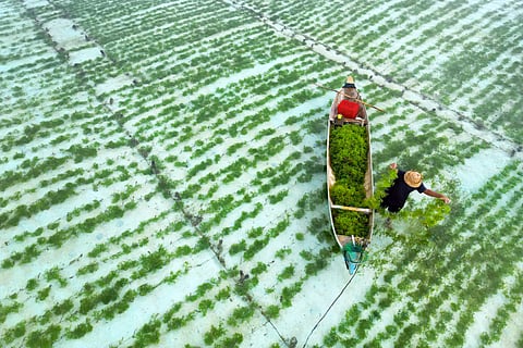 A seaweed farm in Indonesia, one of the founding member states of UNGSI, together with Madagascar and France.