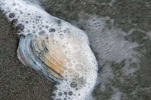 Rhode Island's state clam, the Northern quahog, has been in decline since the 1980s.
