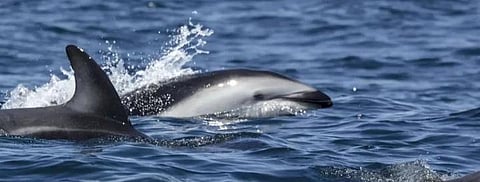In 2008, Chile approved a law that prohibits the killing, hunting, capturing, harassment, transportation, processing, commercialization, or storage of any cetacean species.